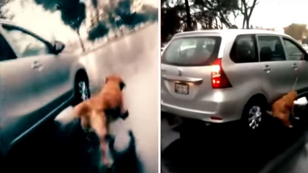 Maltrato animal en México:  En coche llevando a rastras a un perro bajo la lluvia
