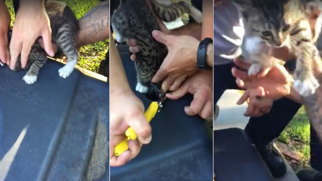 El tierno rescate de un gatito que tenía la cabeza atrapada en la base de una canasta