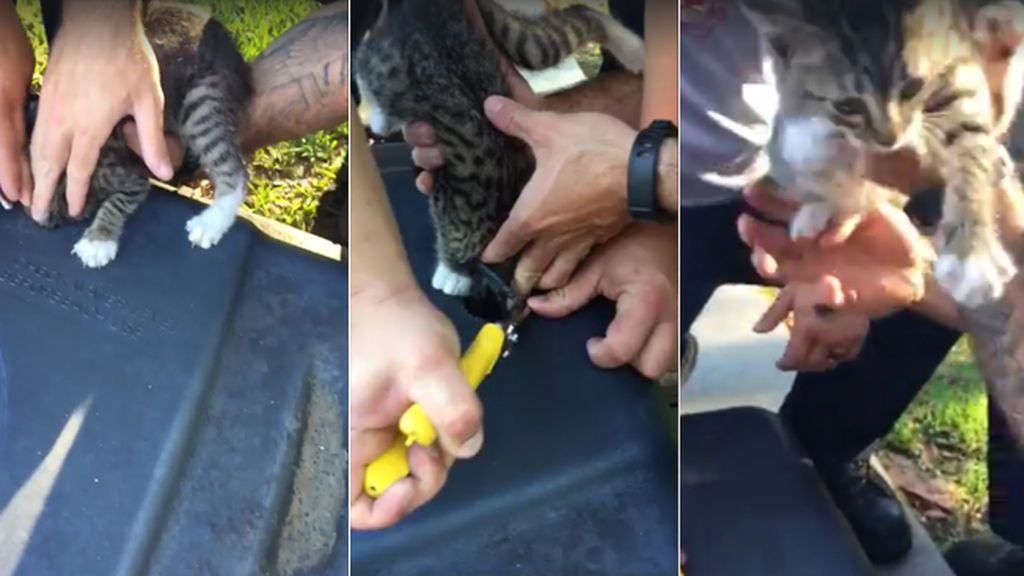 ‘Manos a la obra’ para rescatar a un gatito que metió su cabeza en la base de una canasta