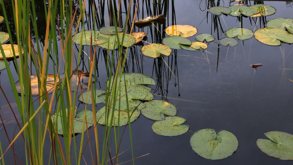 water-lilies-2775789_1920