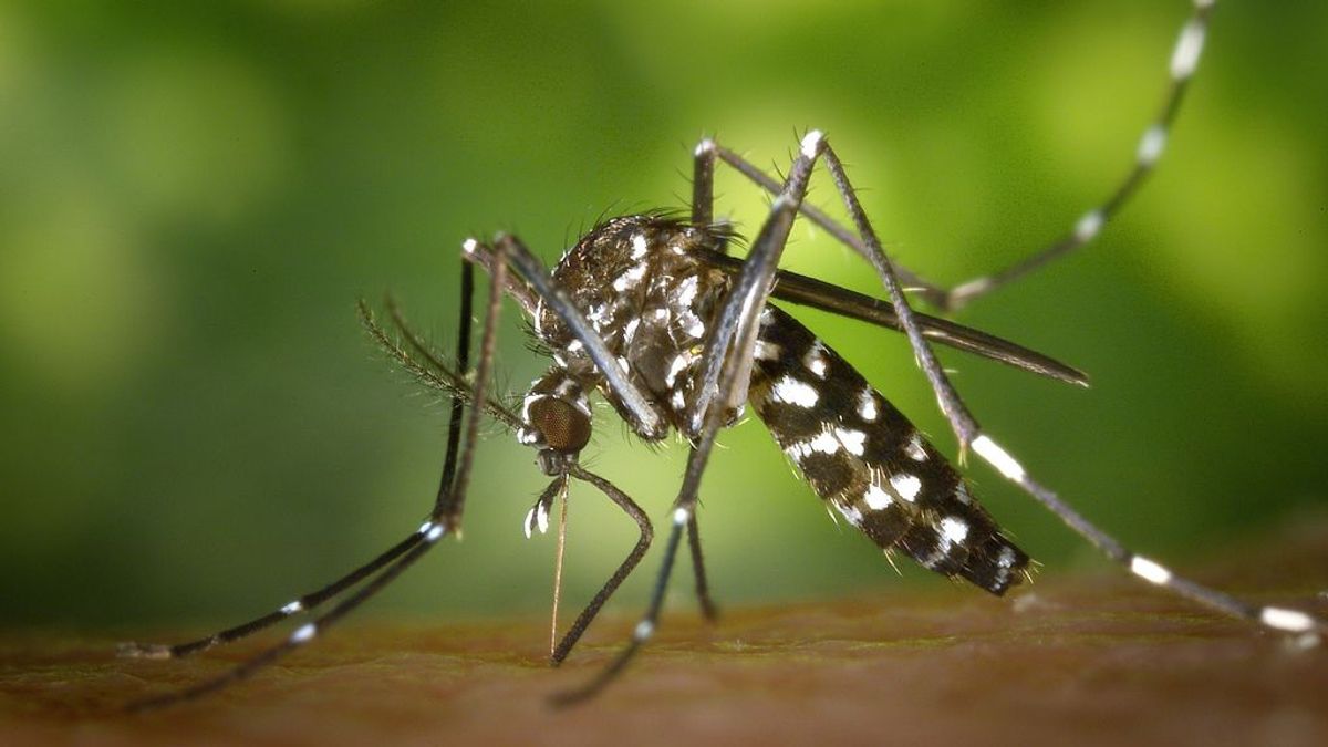 Las lluvias tienen la culpa: este verano se prevé una explosión de mosquitos tigre en España