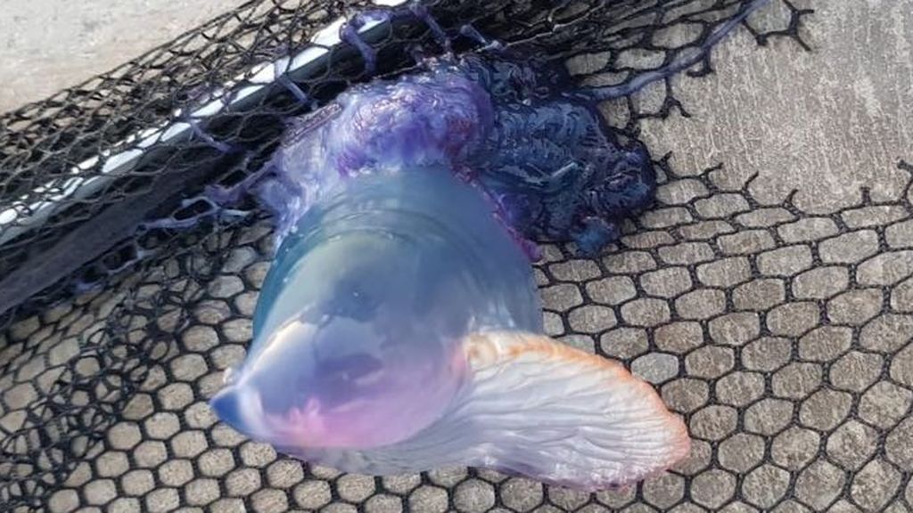 Cierran al baño la playa de San Juan por las carabelas portuguesas