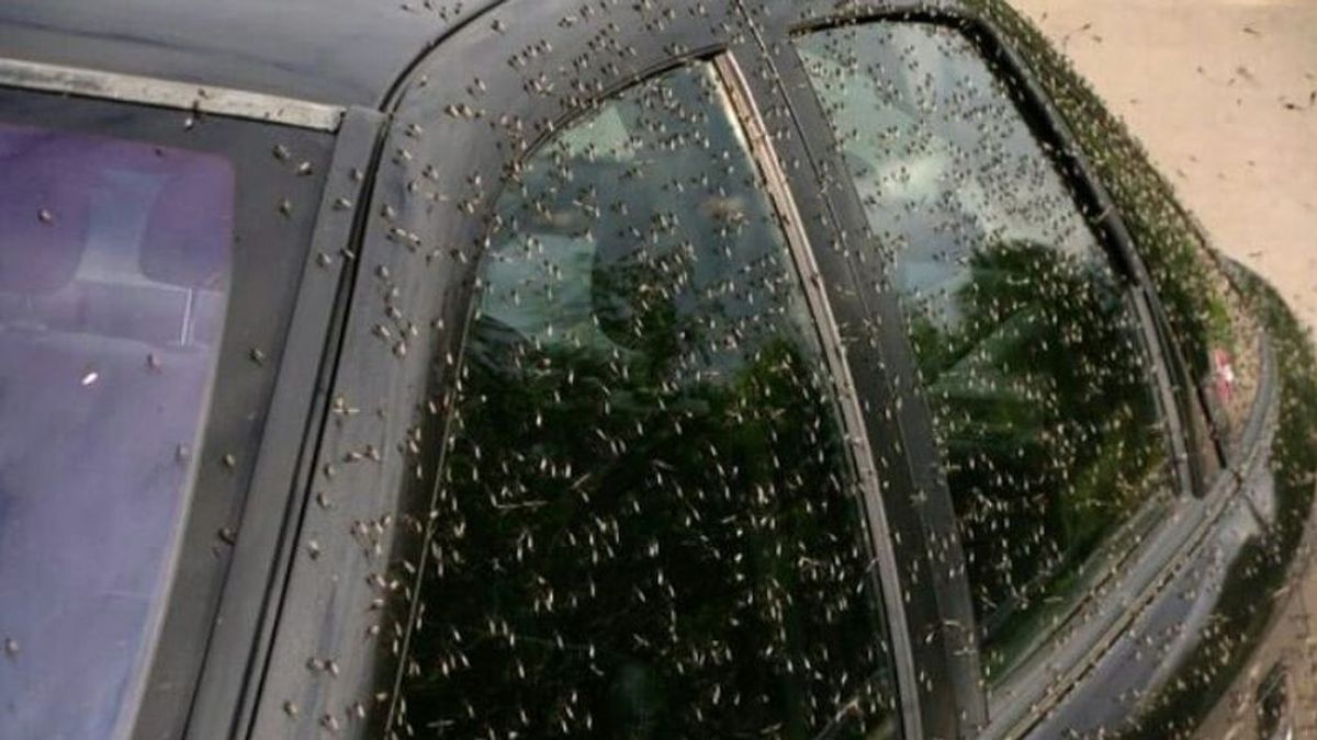Invasión de mosquitos por las lluvias: las claves de la plaga