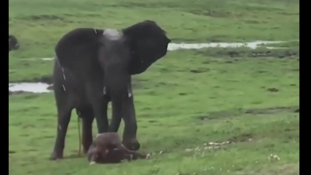 La naturaleza en estado puro: el parto de una elefanta en un safari