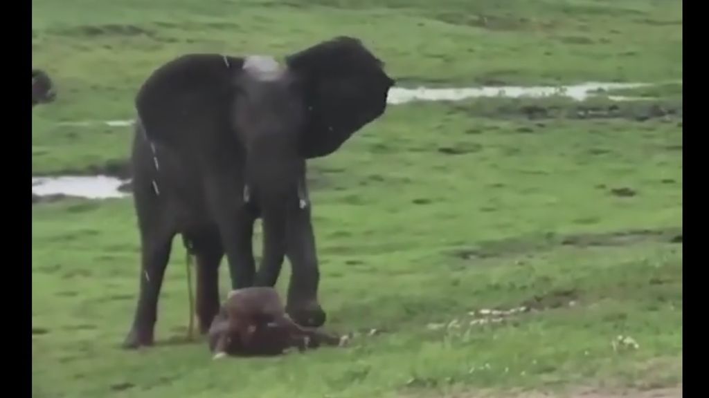 Parto viral: captan el momento exacto en el que una elefanta da a luz