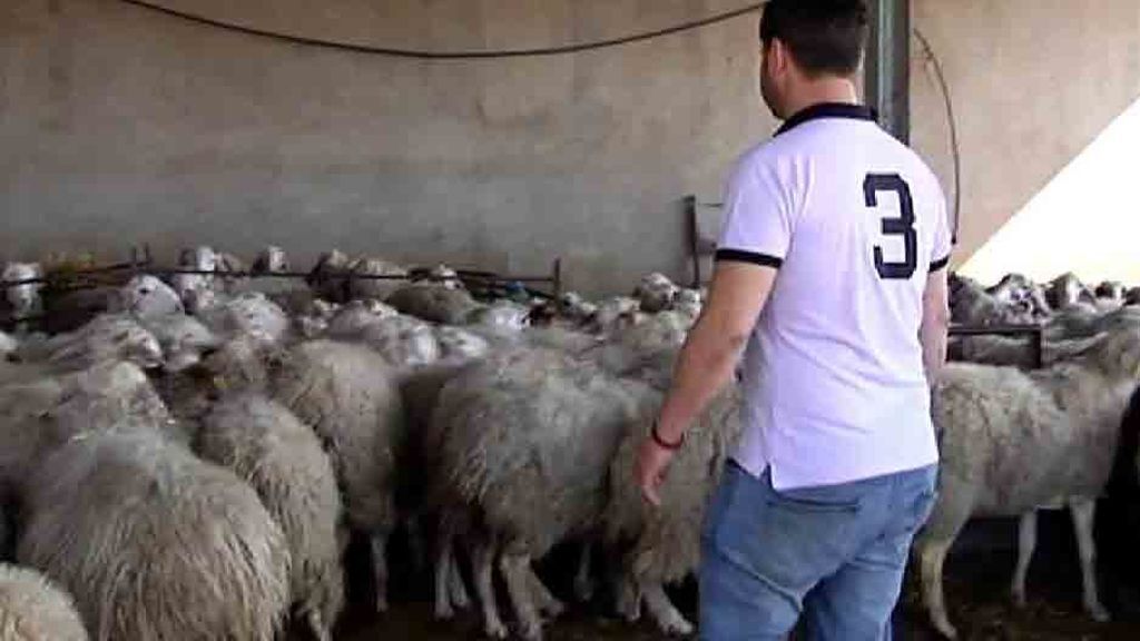 La justicia paraliza la caza del lobo al norte del Duero