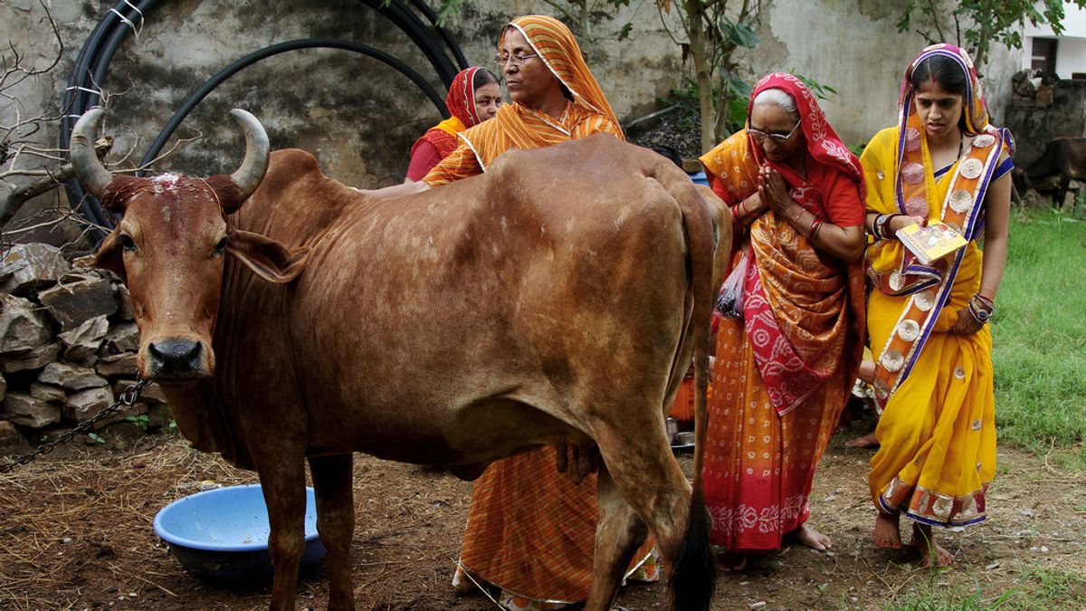 Mujeres indias ante una vaca, animal sagrado en la religión hindú