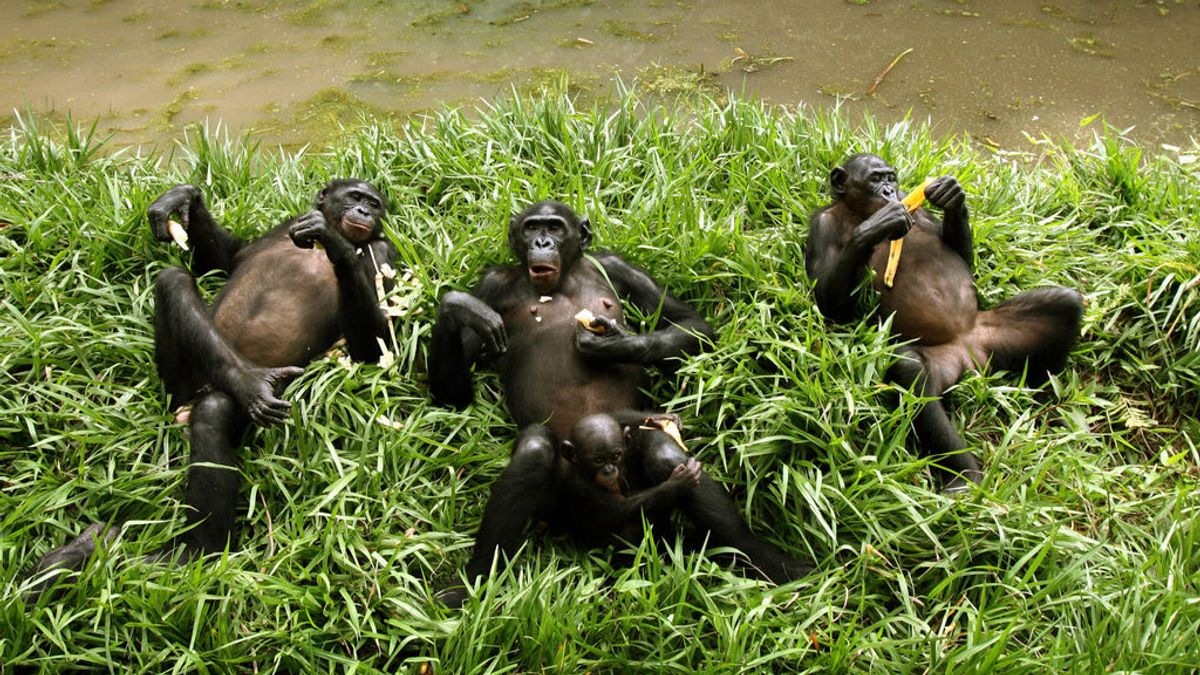 Por qué tu cama es menos limpia que un nido de chimpancé Por qué tu cama es menos limpia que un nido de chimpancé