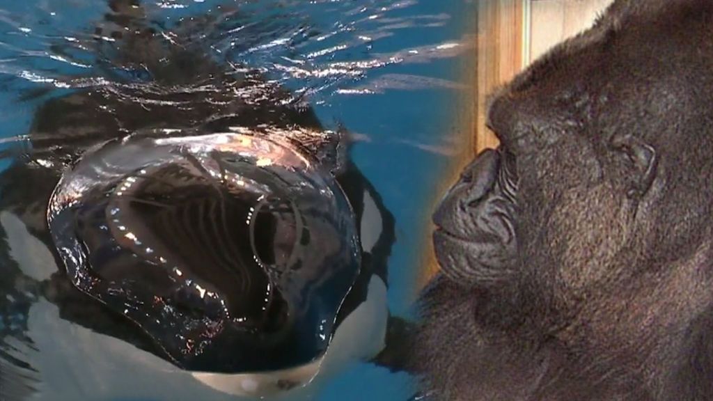 Orcas y primates: Animales capaces de aprender a comunicarse con el lenguaje humano