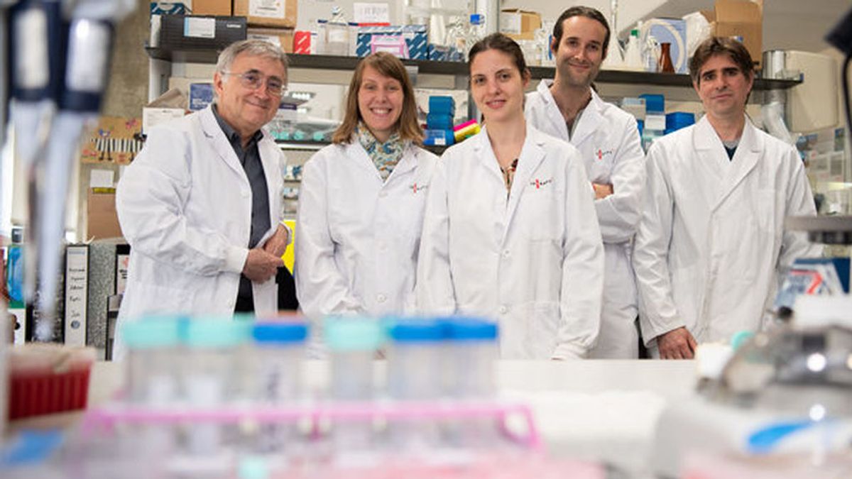 Investigadores del IDIBAPS de Barcelona descifran cómo funciona el genoma de la leucemia