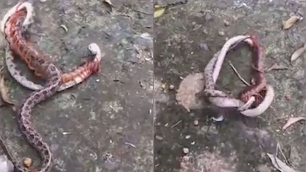 Lucha épica entre un ciempiés gigante y una serpiente