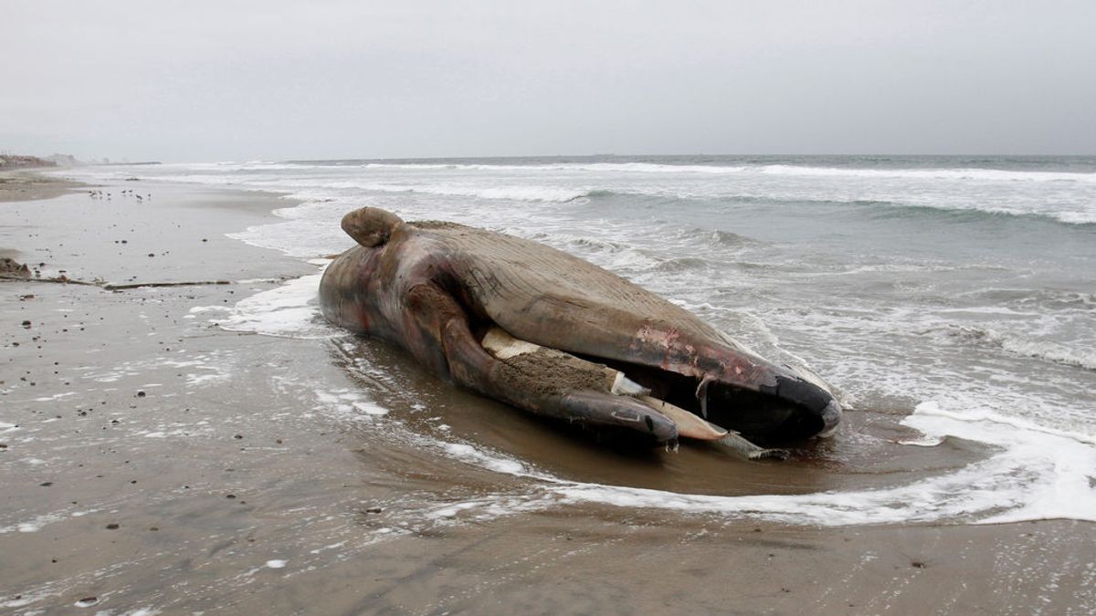 Aparece varada una ballena de más de 25 metros en una playa de México
