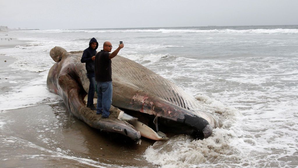 Ballena varada