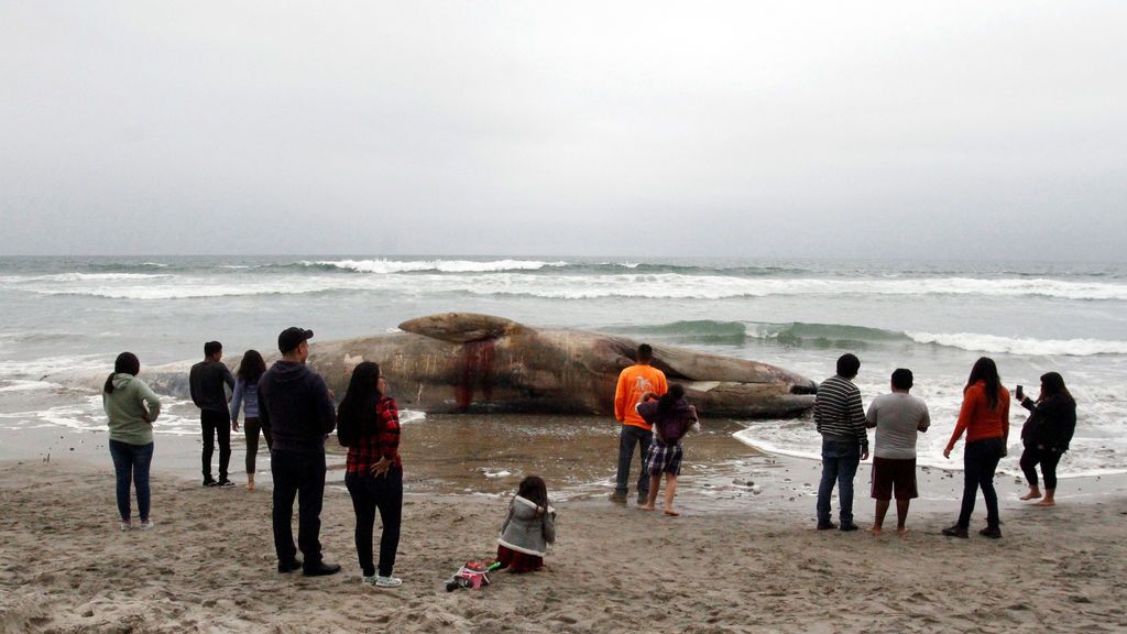 Ballena varada