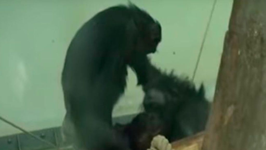 Las chimpancés bonobos hacen de 'comadronas' durante el parto de sus compañeras