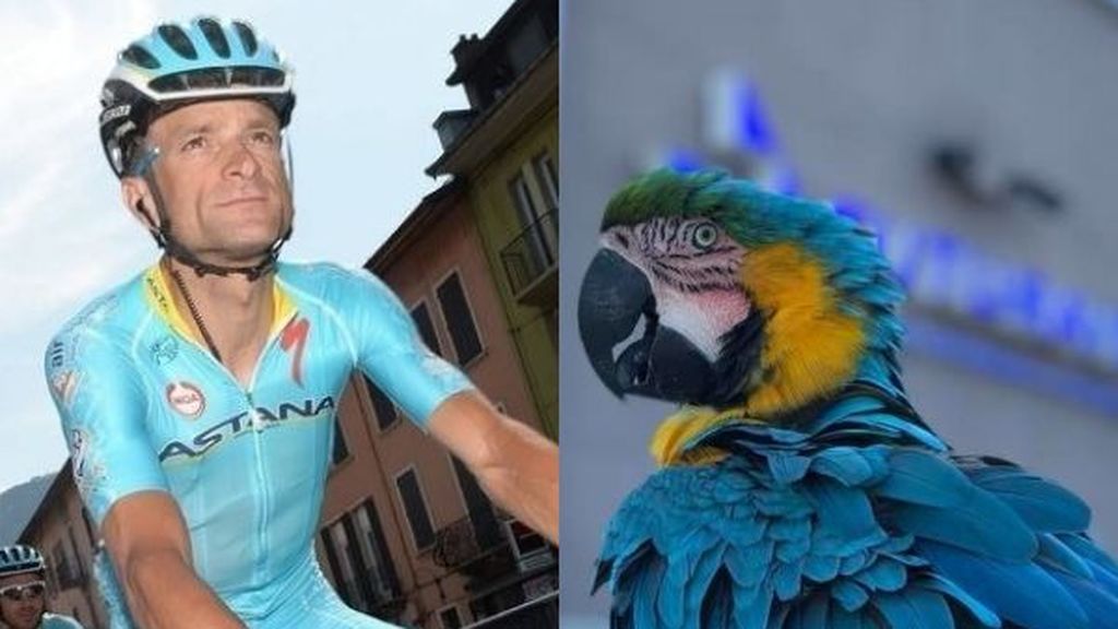 Frankie, la fiel papagayo hembra que entrenaba con Scarponi, ha sido atropellada