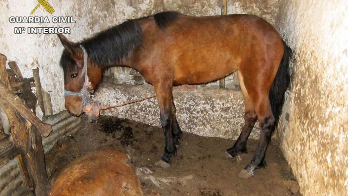 Investigan a una persona por abandonar a cinco caballos en Calzada de Calatrava