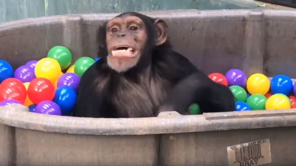 Unos chimpancés rescatados de un laboratorio descubren las piscinas de bolas