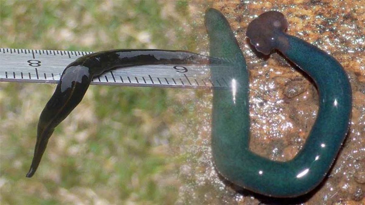 Unos gusanos gigantes de hasta 1 metro están invadiendo Francia (y nadie se había dado cuenta)