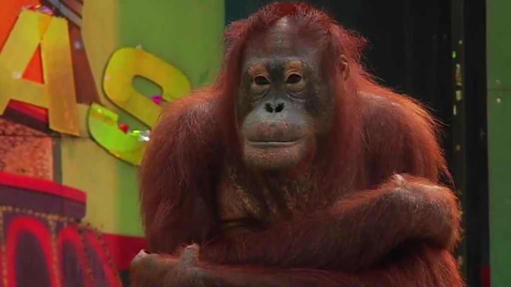Los orangutanes, estrellas de los zoológicos asiáticos