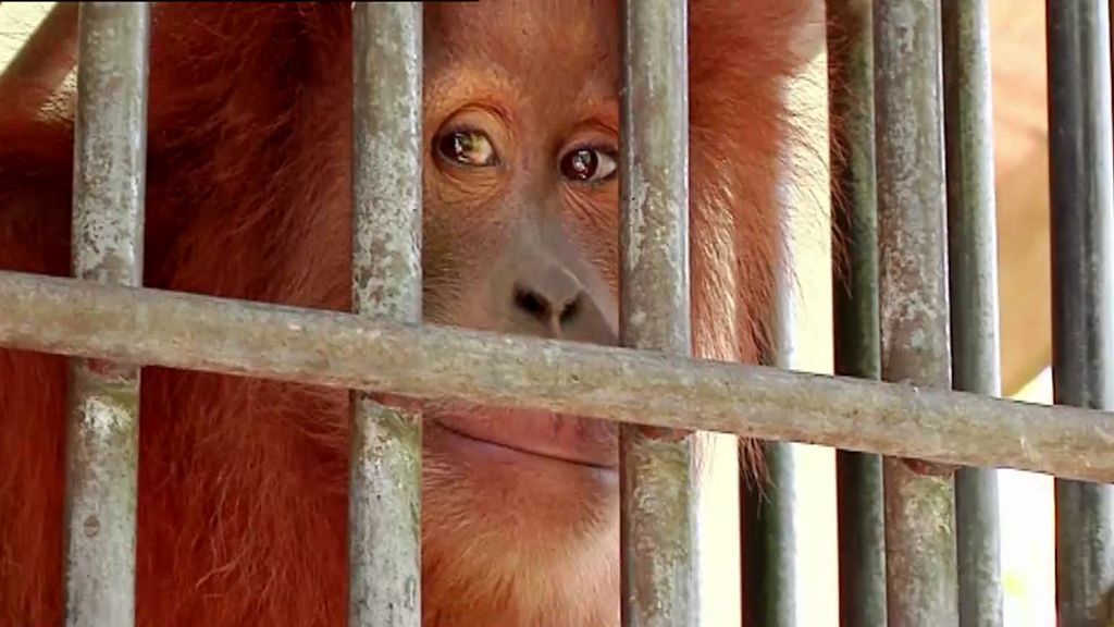 Visitamos un centro de rehabilitación para Orangutanes que salieron de manera ilegal de su hábitat