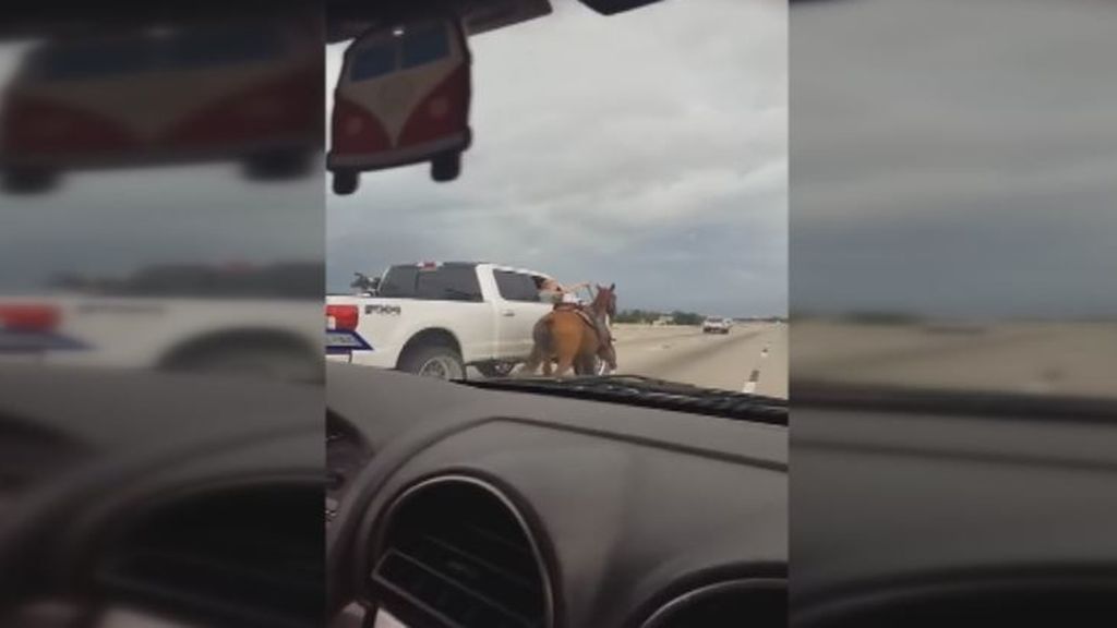 Rescatan a un caballo que galopaba desbocado por el medio de la autopista