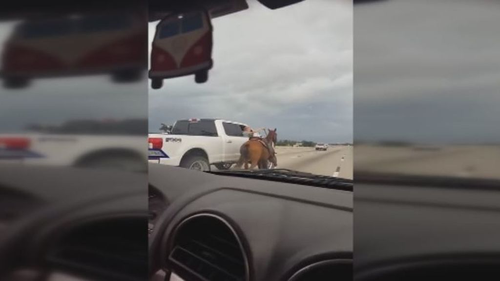 Rescatan a un caballo que galopaba desbocado por el medio de la autopista