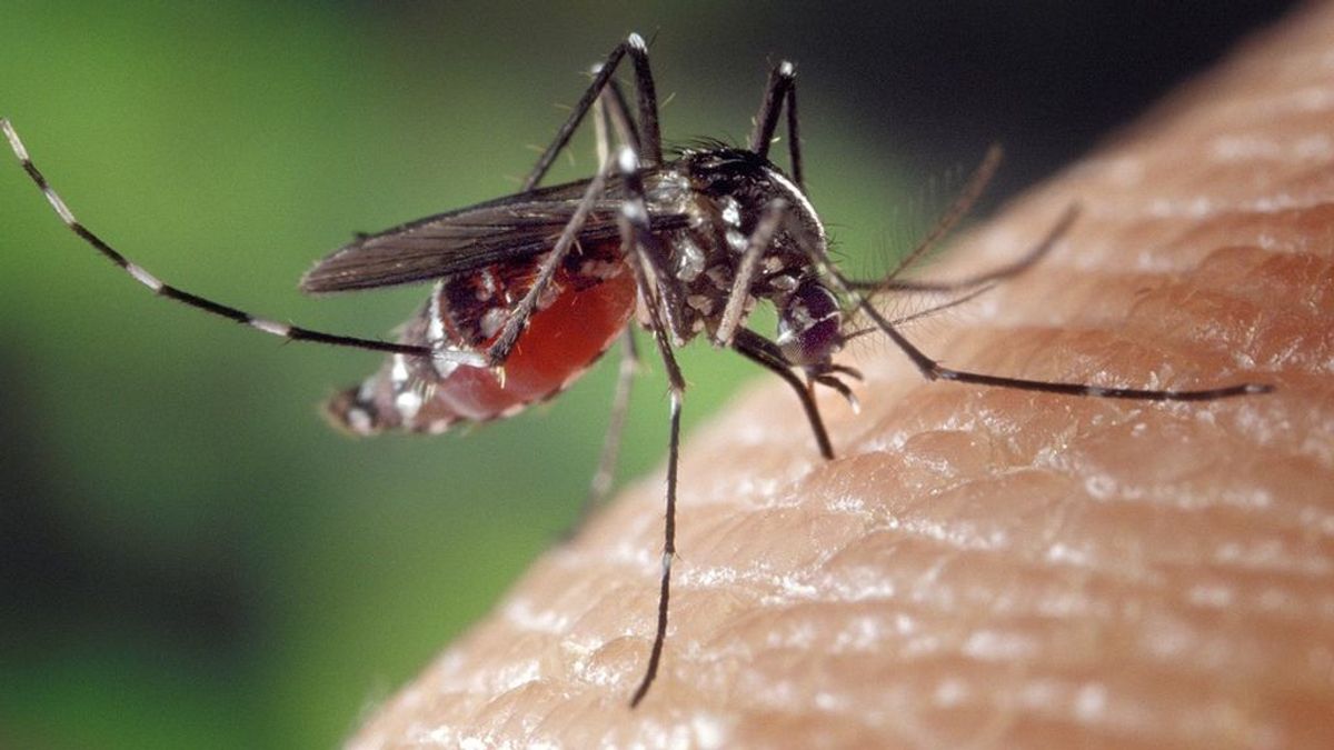Remedios naturales para acabar con la irritación de las picaduras de mosquitos