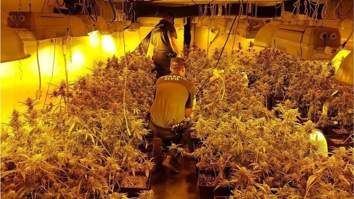 Detenido en Alicante por tener 766 plantas de marihuana en un cultivo 'indoor'