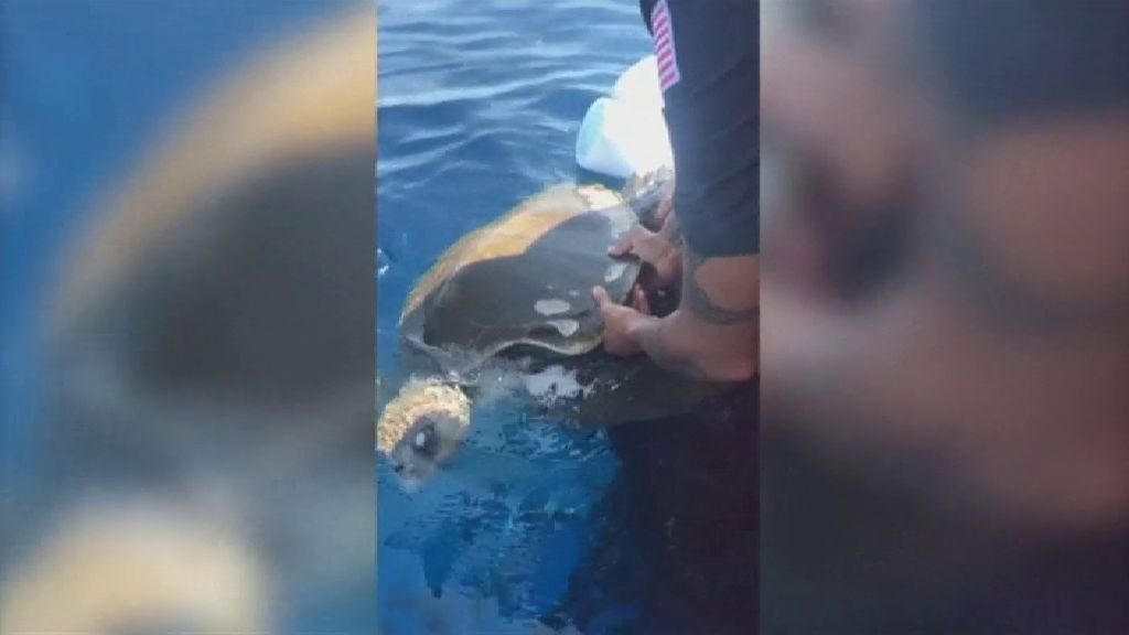 Rescatan a una tortuga enredada en las redes de unos pescadores en Estados Unidos