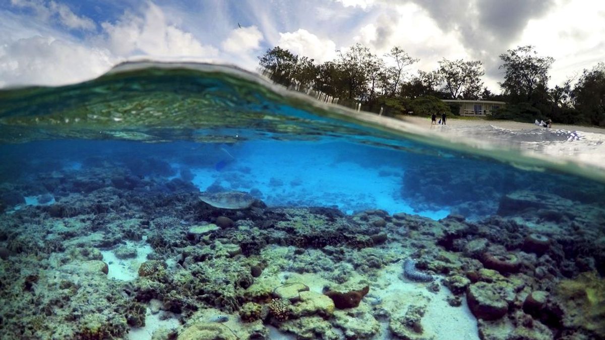 La Gran Barrera de Coral ha ‘muerto’ cinco veces en 30.000 años