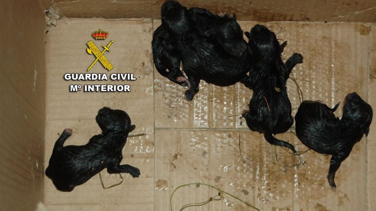 Investigado por maltrato animal tras abandonar crías de perros en la basura en Pontevedra