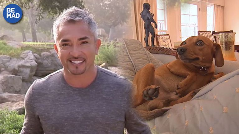 Cesar Millan Como Entrenar A Tu Cachorro