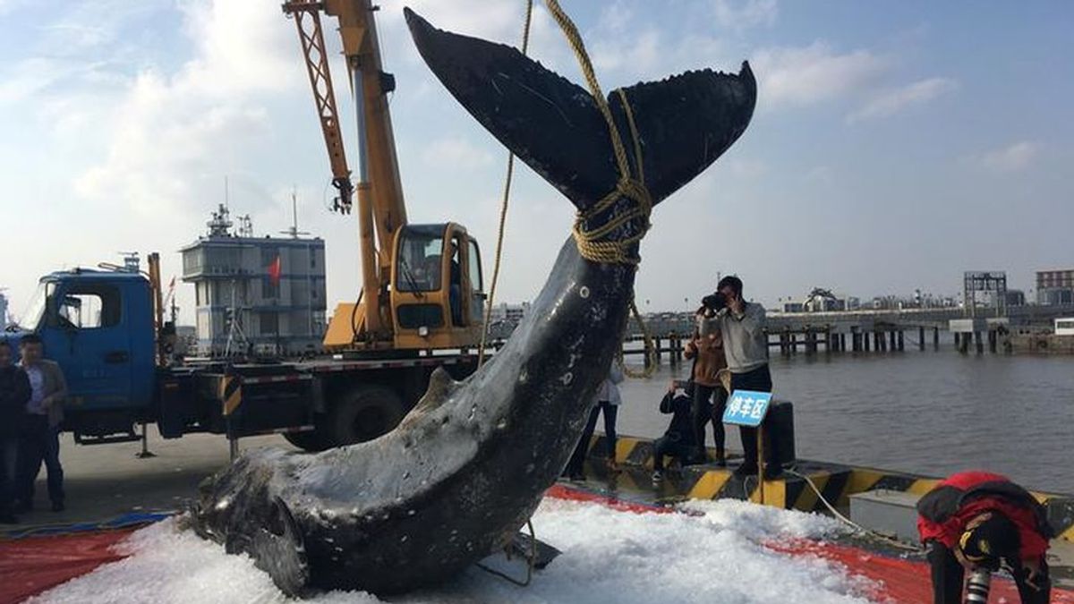 Los pesqueros japoneses matan a 330 ballenas, de las cuales 122 estaban preñadas