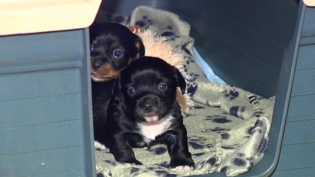 Tiran a unos cachorros a la basura y los encuentran gracias a su madre