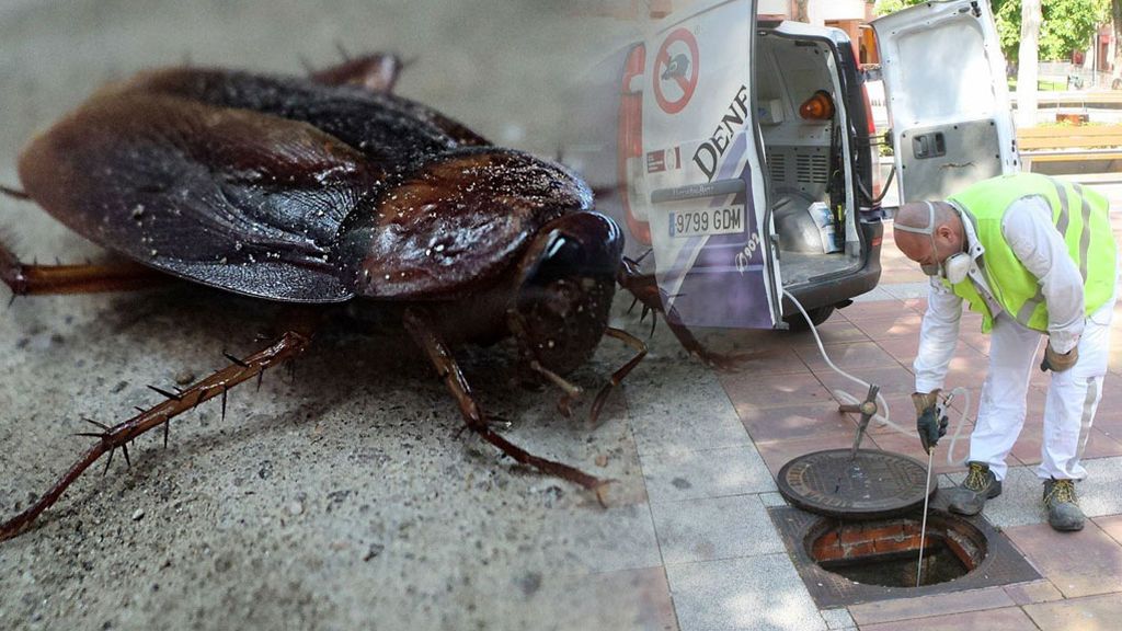 Riesgo “muy Alto” De Plaga De Cucarachas Por La Humedad Cuatro Consejos Para Evitarlas