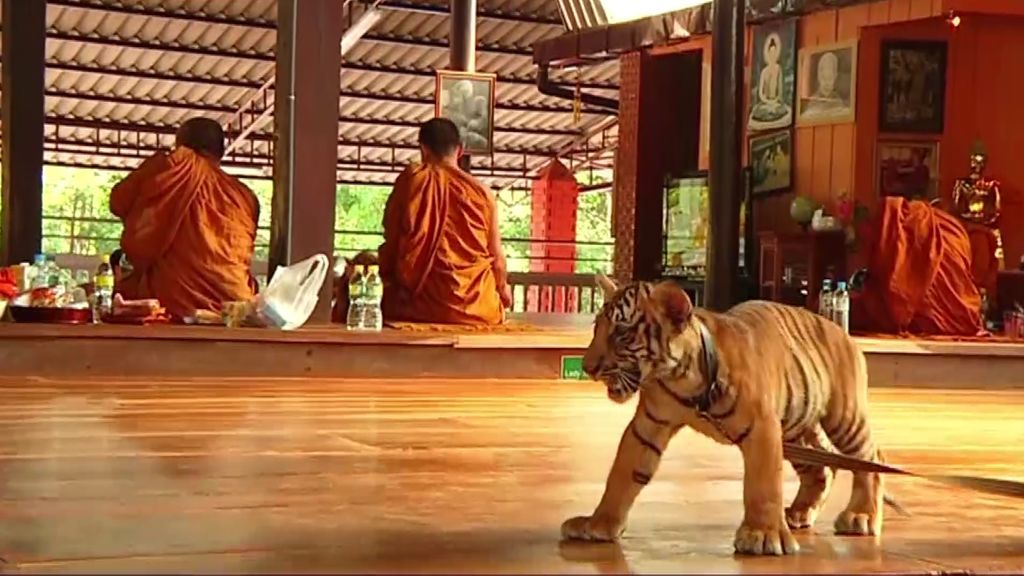La extraña conexión entre los tigres y los monjes budistas