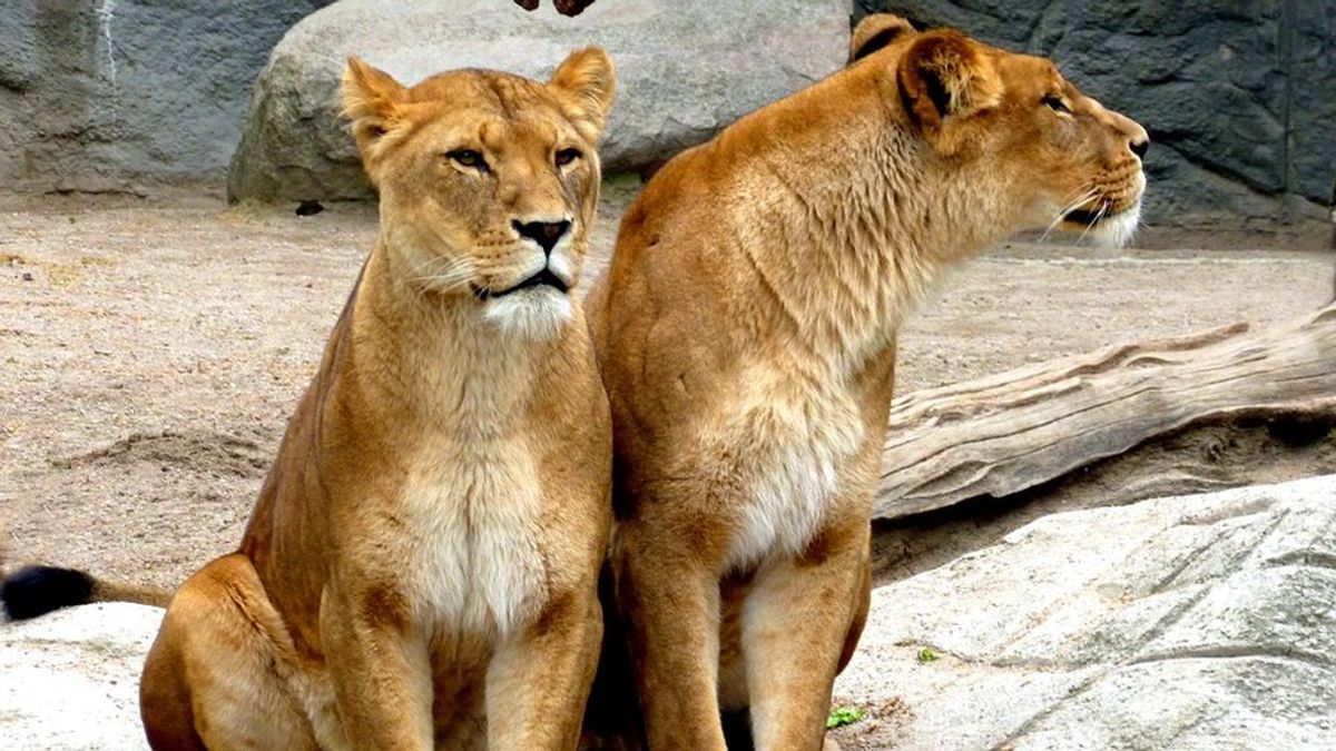 Dos leones, dos tigres y un jaguar se escapan de un zoo en Alemania