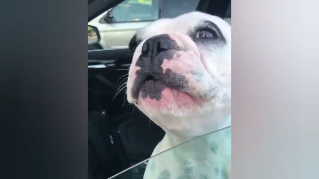 Este perro da el cante... ¡por un conmovedor motivo!