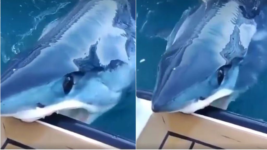 Un buzo graba el momento en el que un tiburón muerde su bote