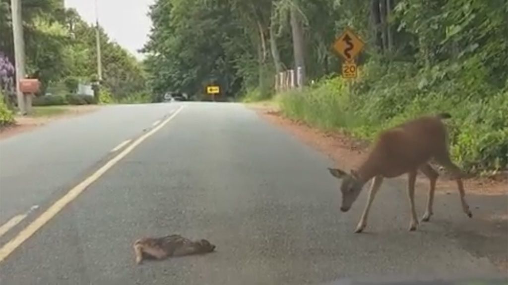 Un ciervo acude al rescate de su cría agazapada en medio de la carretera