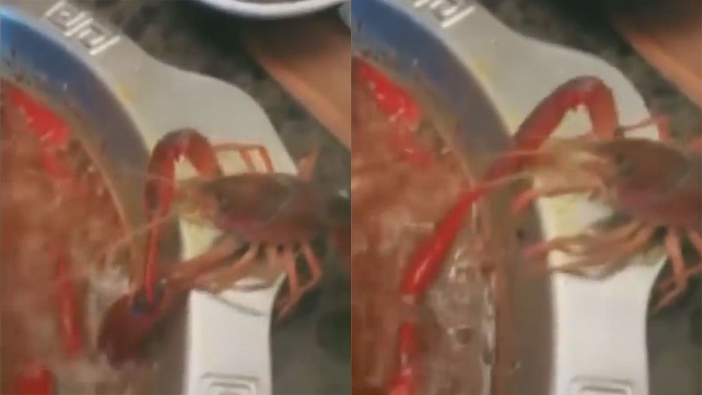Huida a la desesperada: un cangrejo se corta su propia pinza para evitar ser cocinado