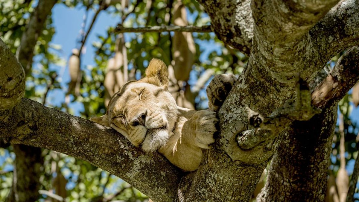 Mueren envenenados al menos nueve leones en el Parque Nacional Serengeti, Tanzania