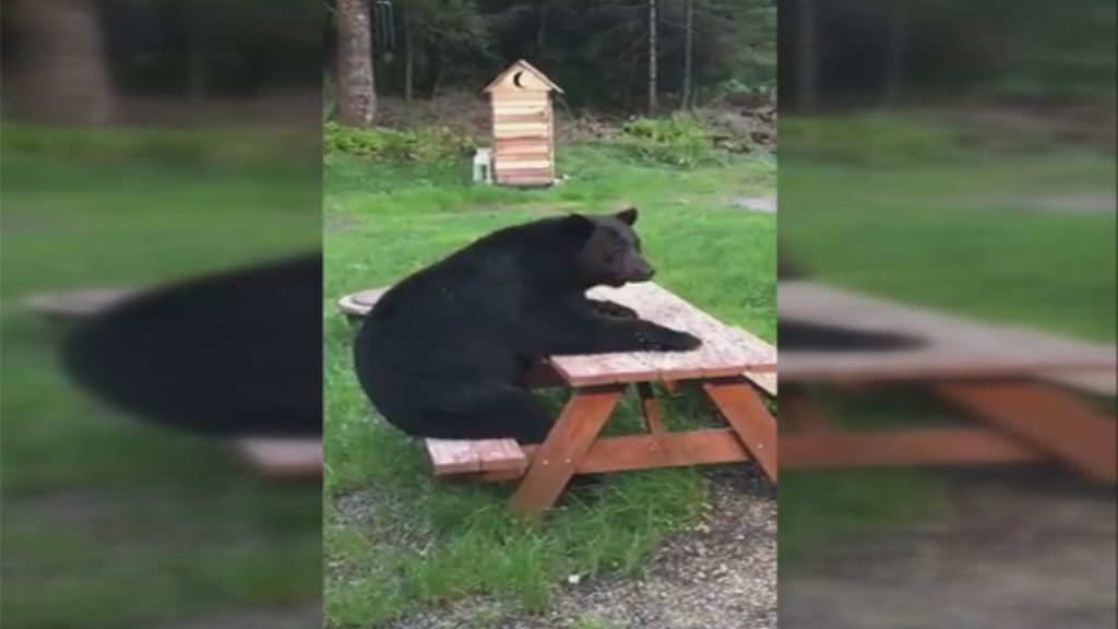 Encuentran un gran oso sentado en un merendero en Alaska