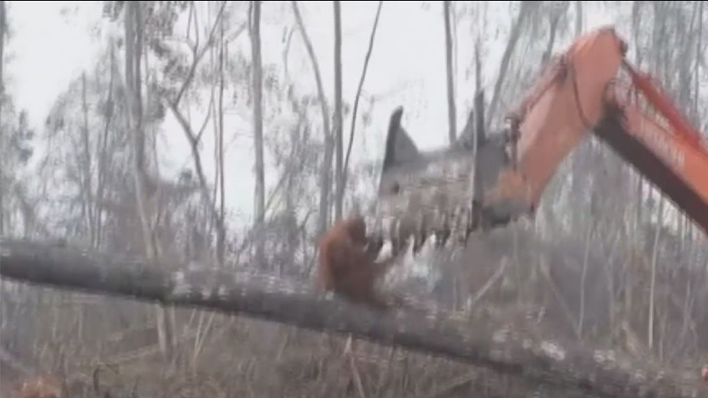 Un orangután lucha por subsistir ante la codicia humana