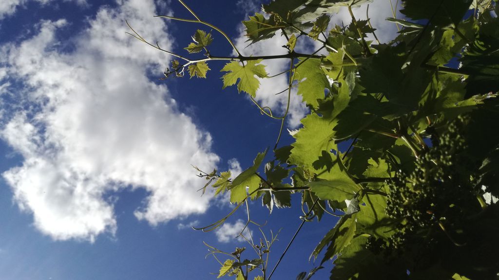 Ricardo Imedio López en Malagón, Ciudad Real