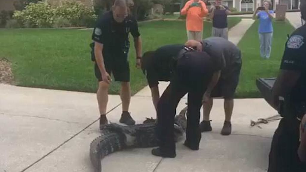 Un cocodrilo golpea a varios agentes de policía cuando le capturan