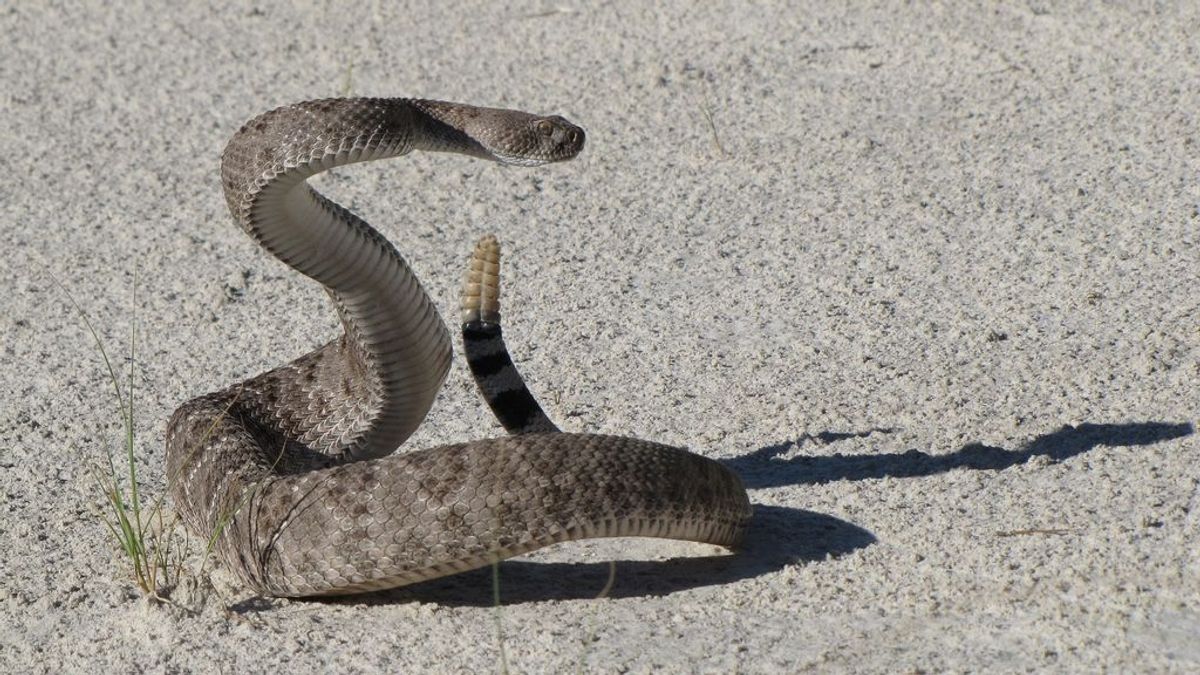 Una serpiente decapitada muerde a un hombre después de que la decapitara