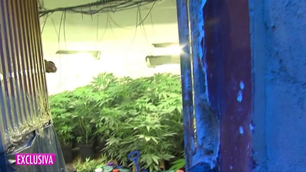 Intervienen más de 11.000 plantas de marihuana en un desmantelamiento de invernaderos ilegales