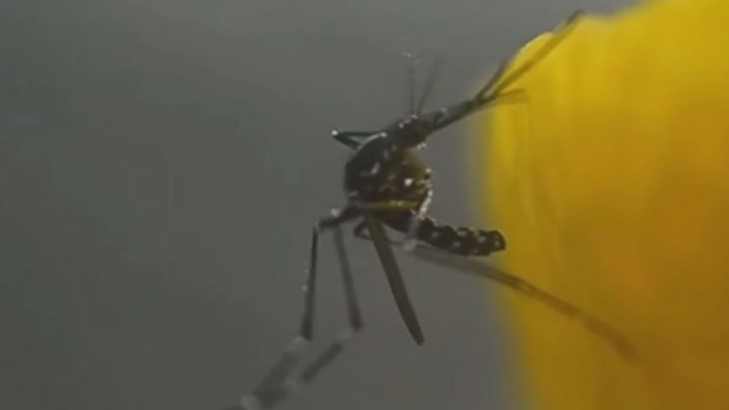 El regreso del mosquito tigre, que vino de Asia para quedarse